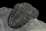 Austerops Trilobite - Nice Eye Facets #137559-4